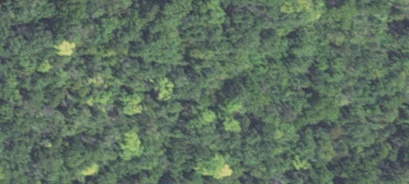 Versatile Land with Income Potential