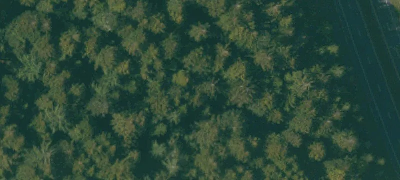 Redwood Forest Recreation Land