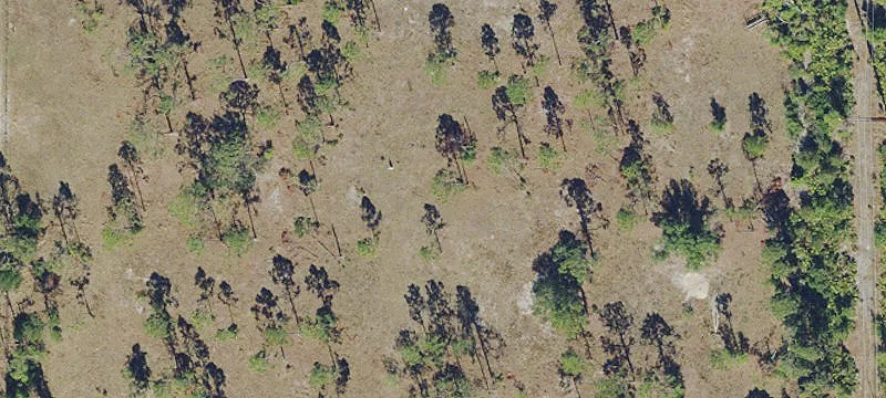 Cleared and Fenced Agricultural Land