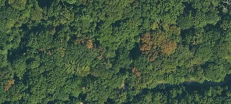Wooded Hunting and Homesite Land
