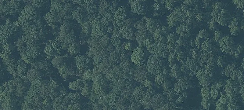 Wooded Hunting & Recreation Land