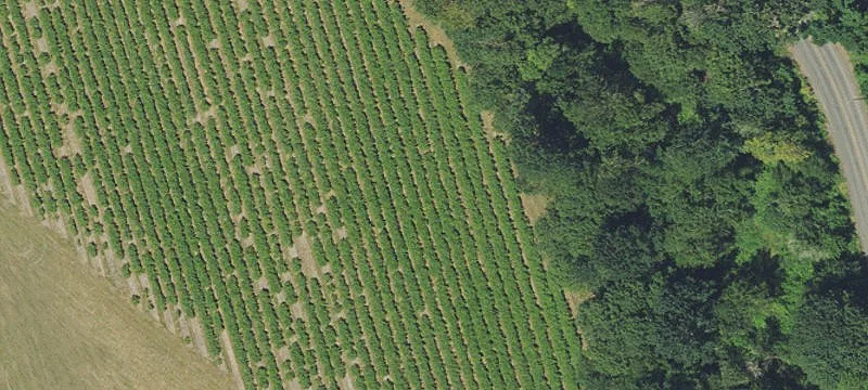 Rolling Pasture and Forest Land