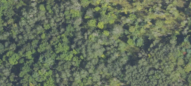 Vacant Wooded Lot Near Lakes