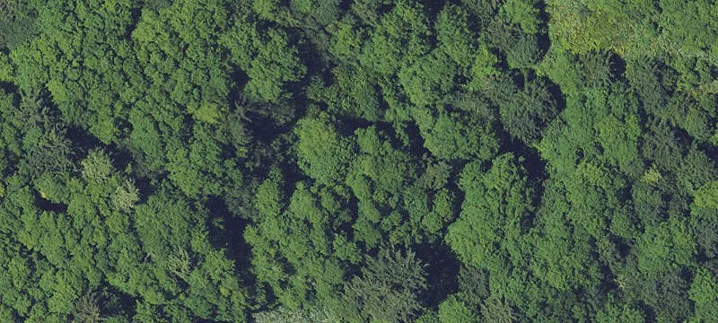 Cleared Waterfront Building Lot
