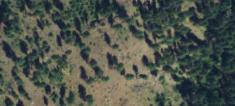 Treed Residential Land Parcel