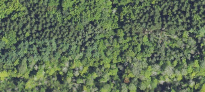 Recreational Hunting Land Parcel