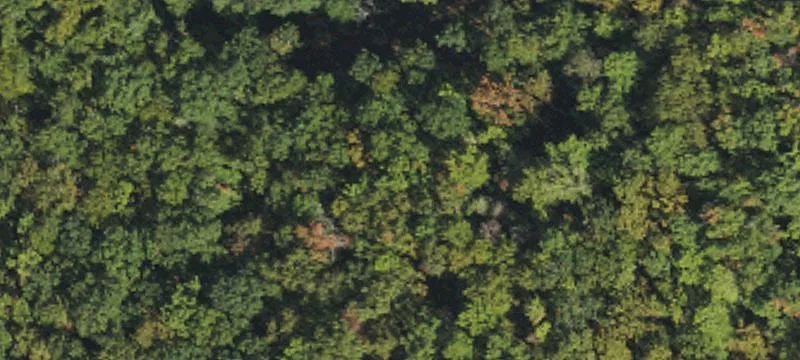 Wooded Mountain Homesite