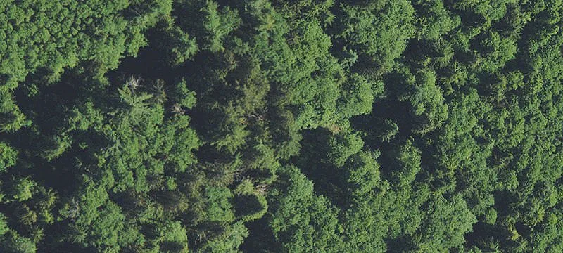 Wooded Hunting and Camping Land