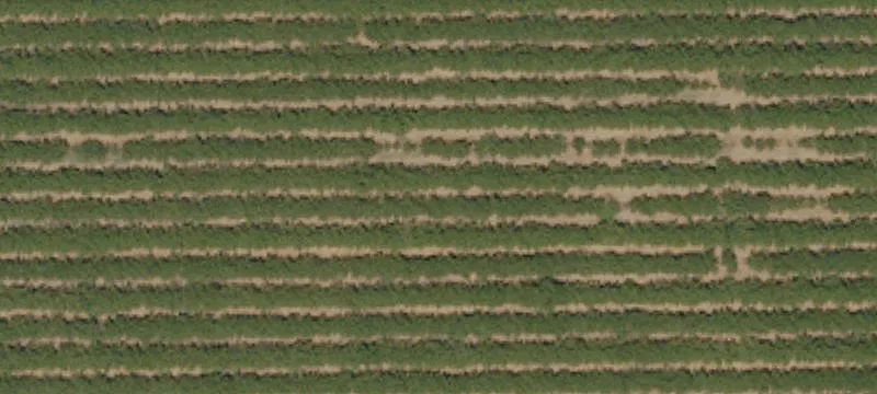Almond Orchard Farmland