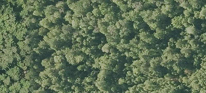 Wooded Rural Home Lot