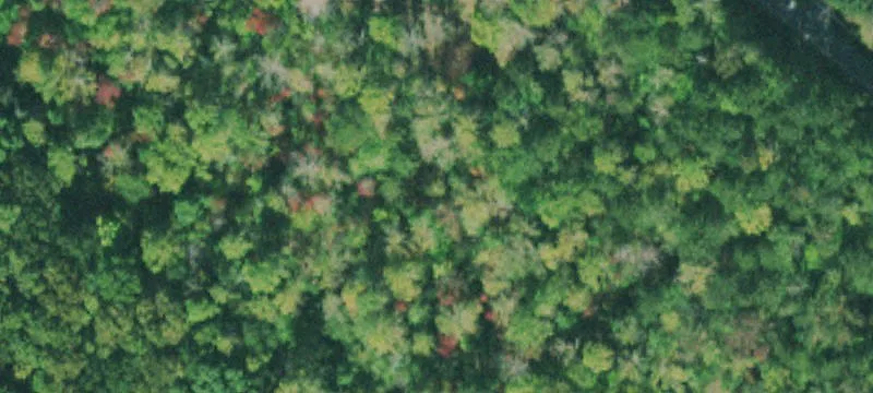 Wooded Acreage for Private Custom Homes