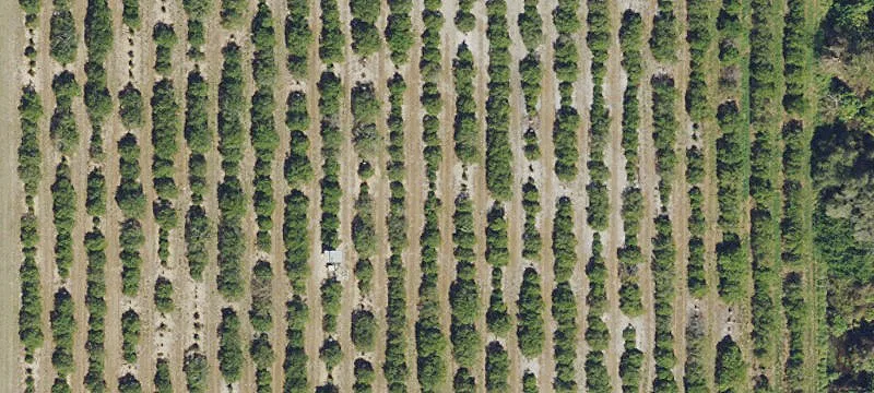 Farmland Tract For Sale