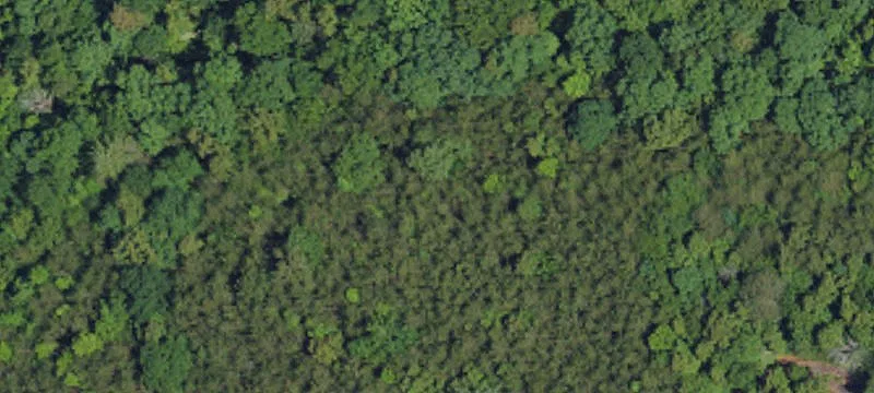 Wooded Homesite Tract