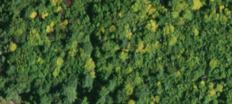 Wooded Residential Development Parcel