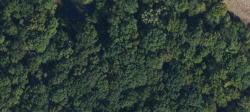 Unrestricted Wooded Hunting Land