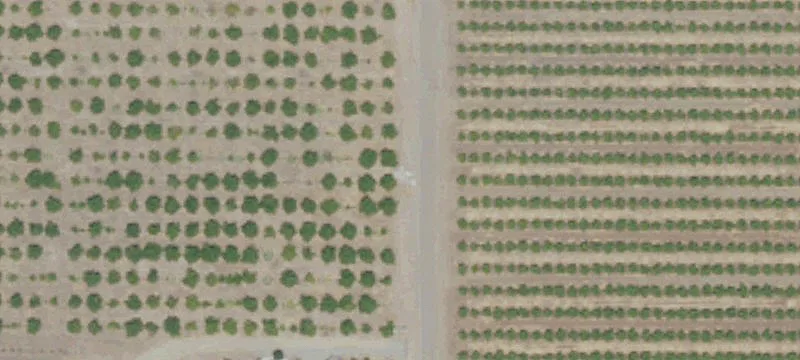 Agricultural Land with Citrus and Residence