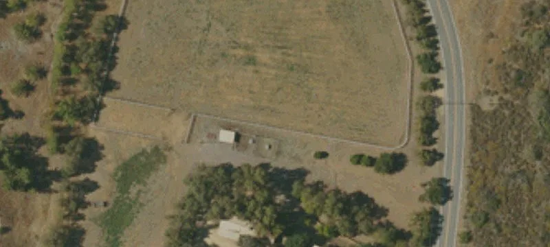 Hass Avocado Grove with Mature Trees