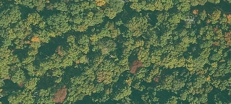 Wooded Residential Land Lot