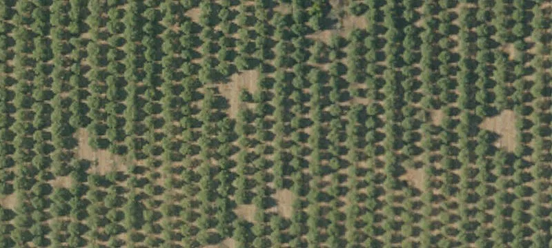 Producing Almond Orchard Farmland