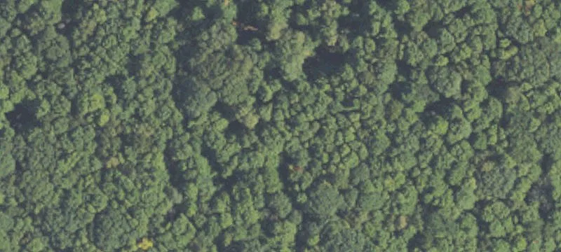 Wooded Homestead Land with Outbuildings