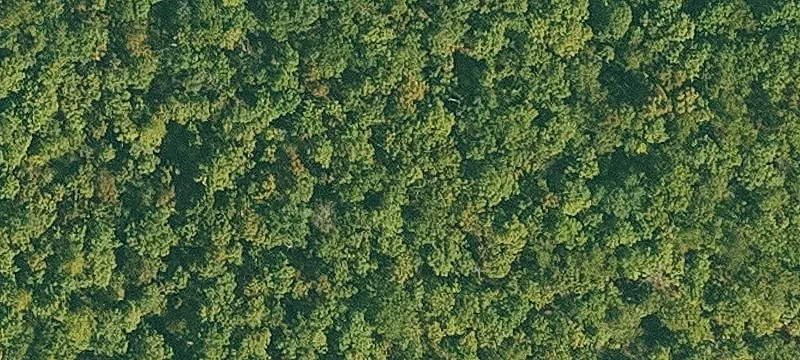 Wooded Hunting Land Tract