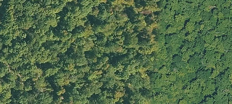 Timber Tract with Mountain Views