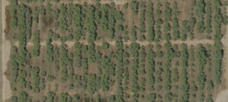 Flood-Irrigated Almond Orchard Land
