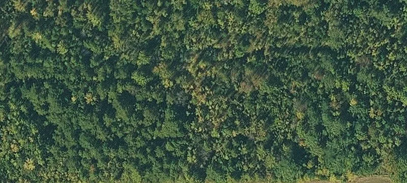 Wooded Homestead Land Tract