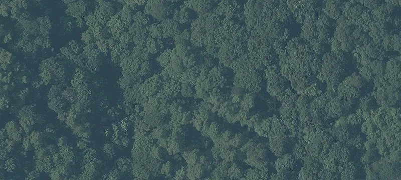 Wooded Recreational Land