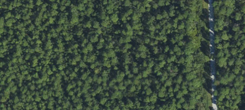 Wooded Development Land with Road Access