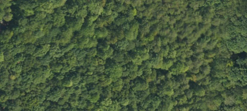 Wooded Residential Homesite