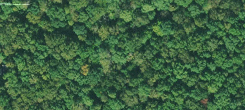 Wooded Recreation Land Tract