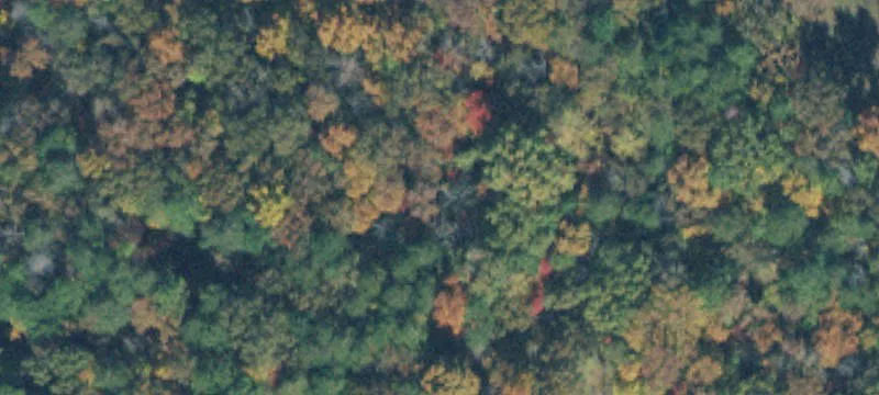 Wooded Residential Buildable Lot