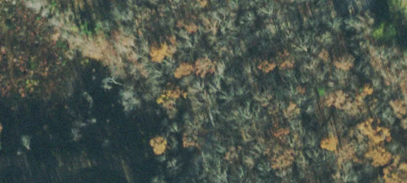 Wooded Acreage in Established Subdivision