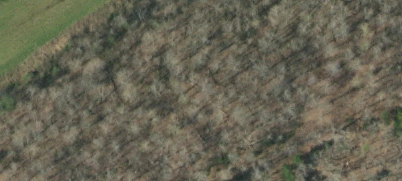 Wooded Hunting Land Tract