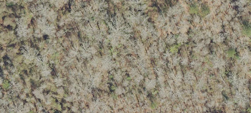 Wooded Residential Land Parcel