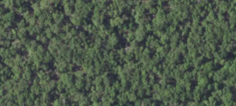 Wooded Land with Mulched Clearing