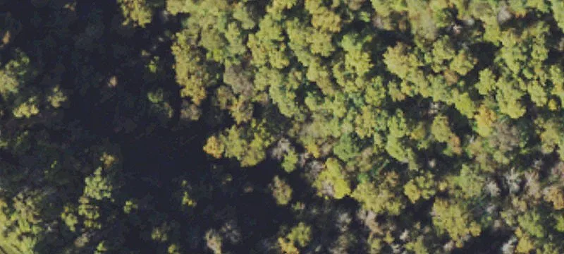 Hunting and Timber Acreage