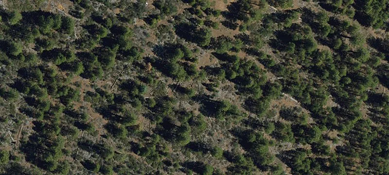Treed Residential Development Parcel