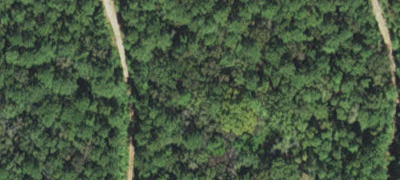 Unimproved Wooded Homesite