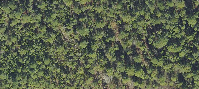 Uncleared Land Parcel