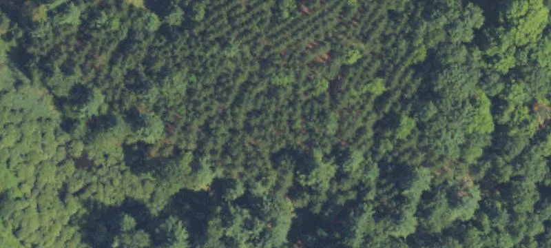 Wooded Residential Land Parcel