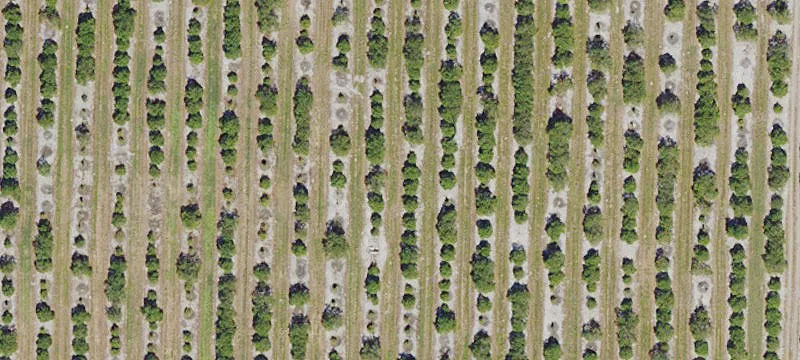 Agricultural Grove Acreage