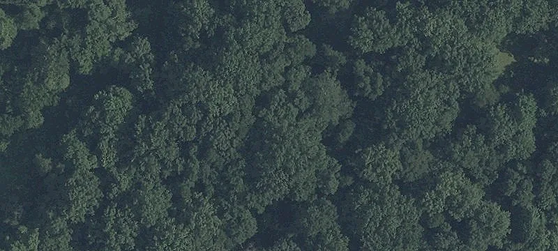 Forested Residential Building Lot