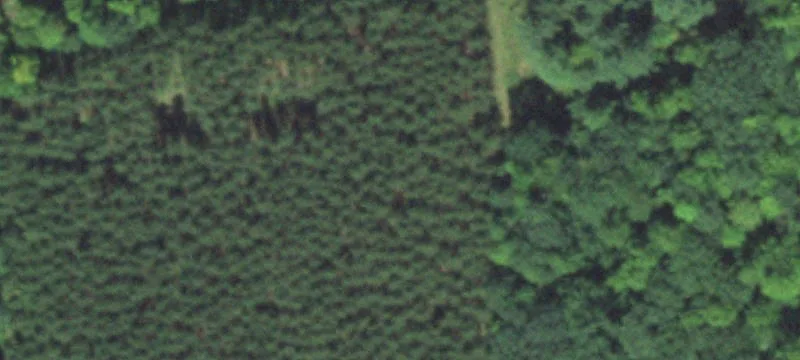 Recreational Timberland with Trails