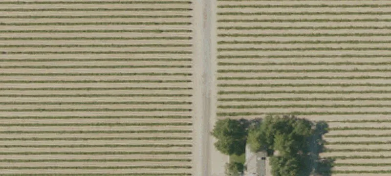 Producing Thompson Seedless Vineyard Estate