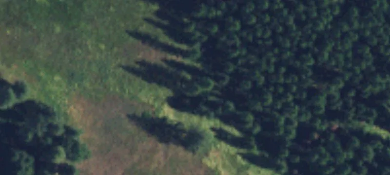 Timberland with Multiple Tree Species
