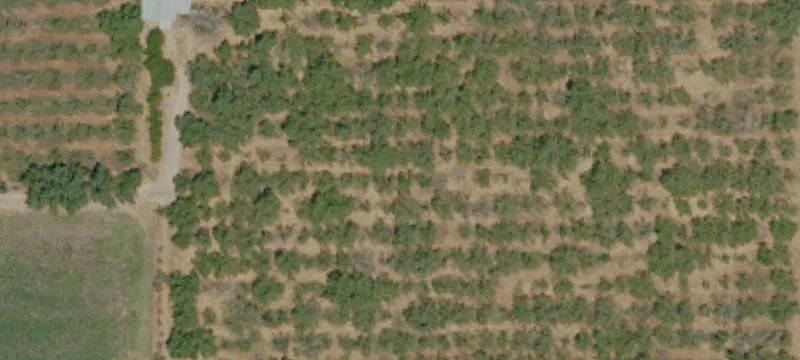 Organic Walnut Orchard Property