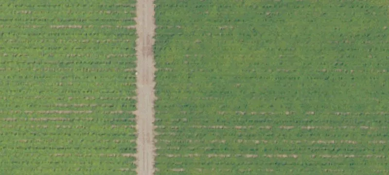 Producing Almond Orchard Ranch
