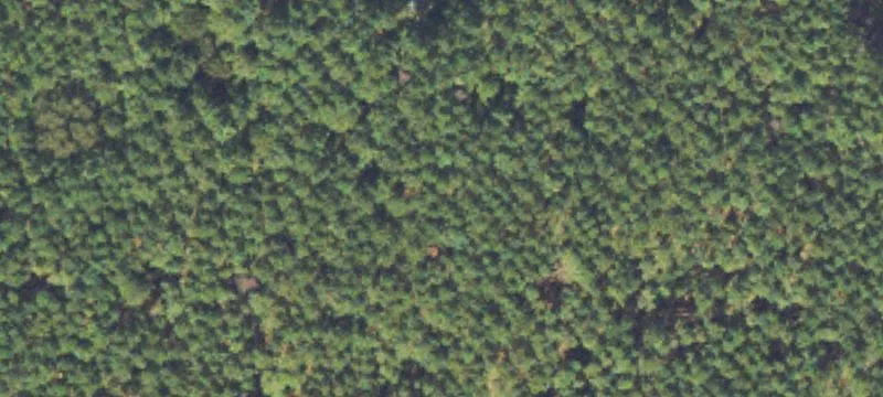 Wooded Flag Lot Homesite